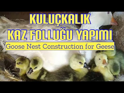 , title : 'Kuluçkaya Yatacak Kazlar İçin Kaz Folluğu Yapımı - Goose Nest Construction for Hatching Geese'