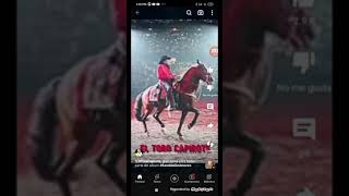 toro capirote