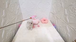 ハーフ犬の動画01