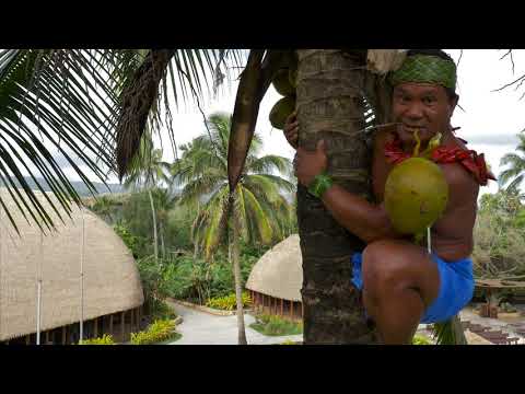 チリ産ココヤシ、Jubaea chilensis