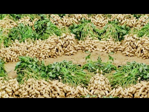 Peanut Agriculture process and Harvesting