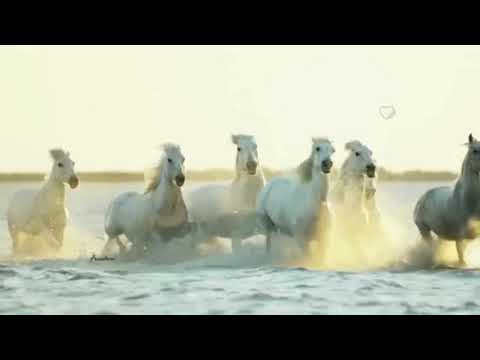 Meditim në thëniet e imam Aliut (kerremallahu uexh'hehu)