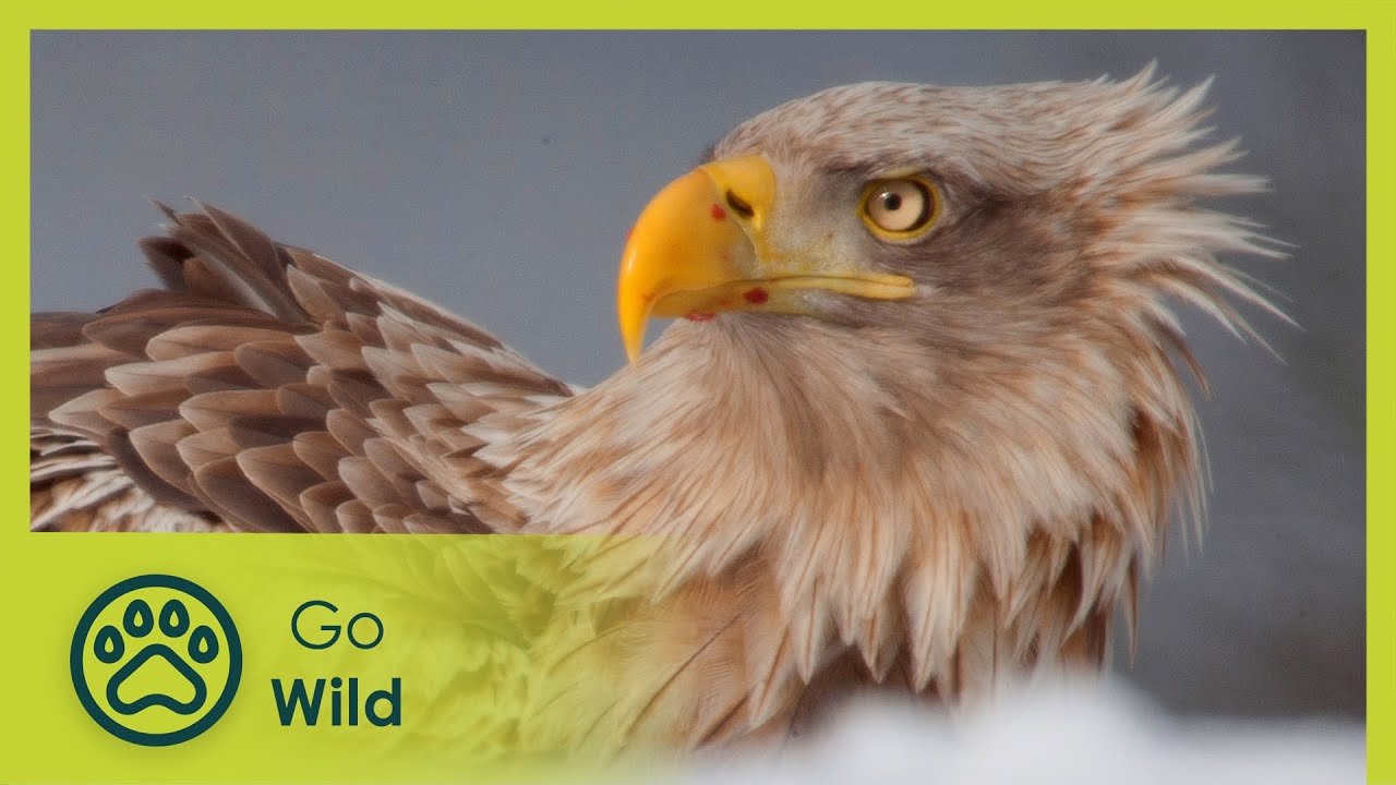 King of the Seas – Sea Eagle  | Go Wild