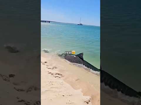Encontré un Tiburón Real a la Orilla del Mar 🦈