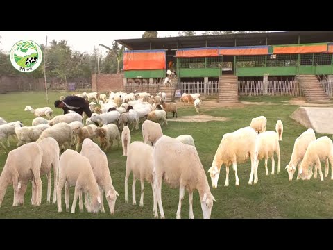 , title : 'Rencana Bisnis Peternakan Domba - Cara Memulai Bisnis Peternakan Domba dengan Investasi Rendah dan Keuntungan Tinggi'