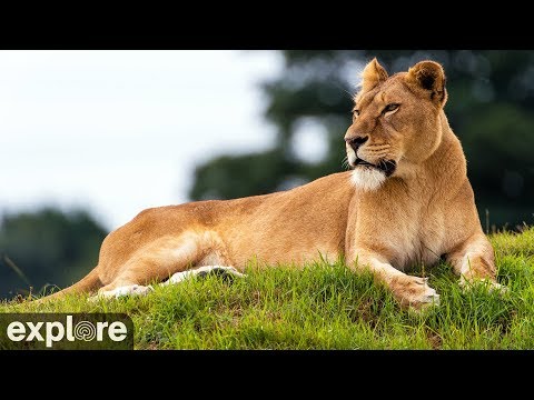 VIEW: 12 Live Cameras of All Your Favorite Animals