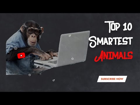 ランク付け: 世界で最も賢い動物トップ 10