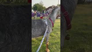 George thinks Brave Combo is the G.O.A.T.