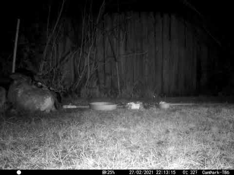 Cat has caught a  Mouse Tom & Jerry style in Cambridge UK 27feb2021 1013pm C trail camera 2