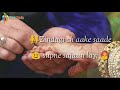 WhatsApp Status