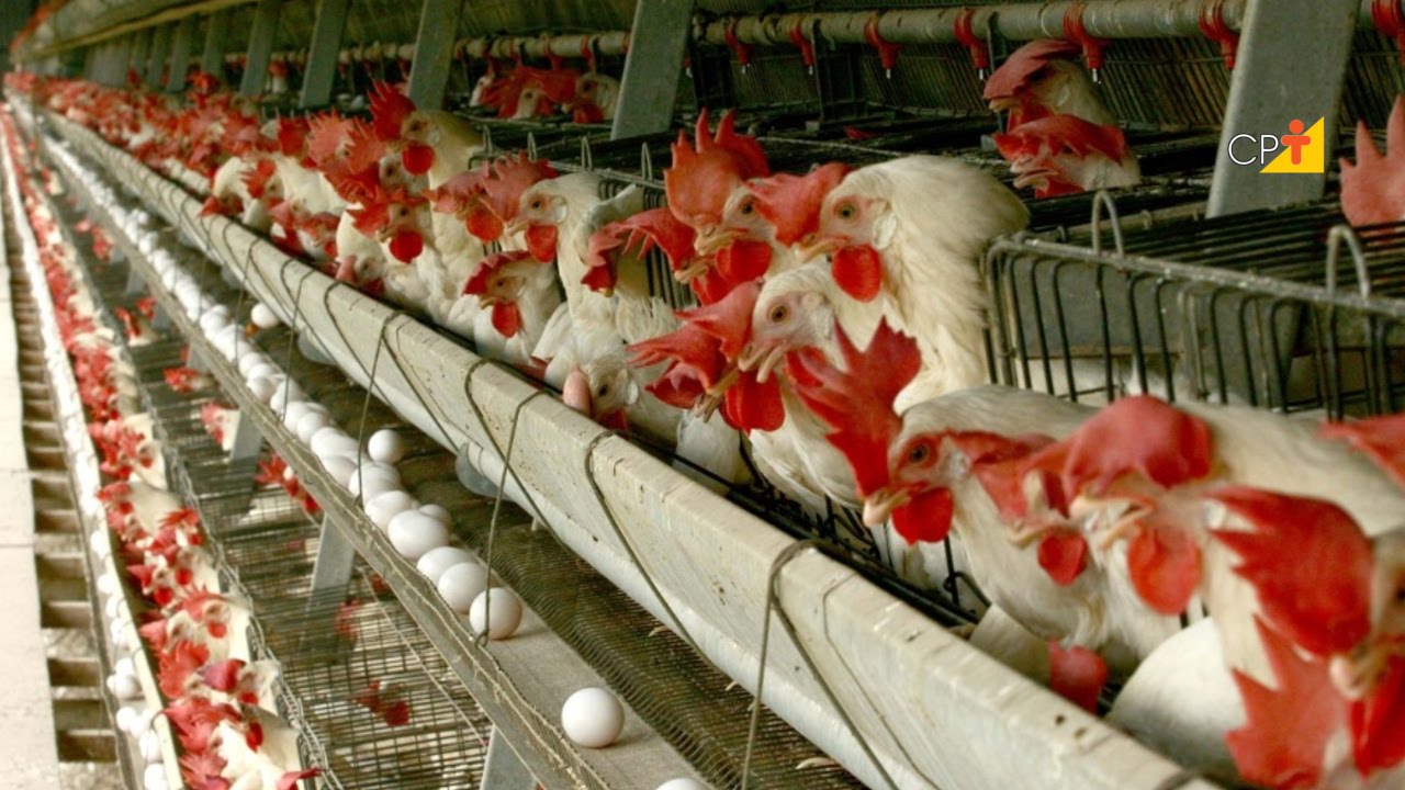 Muda Forçada em Poedeiras - Curso a Distância Galinha Poedeiras Produção e Comercialização de Ovos