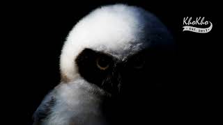 MISSIO  - Animal (Stripped)