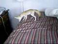 Fennec Fox Behavour