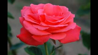Neil Diamond and Barbra Streisand You Don't Bring Me Flowers