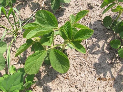 122. Feldexkursion: Sojabohnen - NU Agrar, 12.06.2019