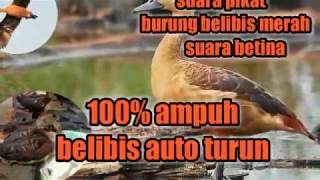 Download lagu Suara pikat burung belibis merah terbaru/suara betina 100%ampuh belibis auto turun mp3 Download lagu Suara pikat burung belibis merah terbaru/suara betina 100%ampuh belibis auto turun mp3