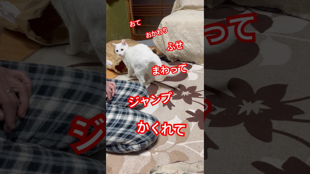 しろさん特訓中…