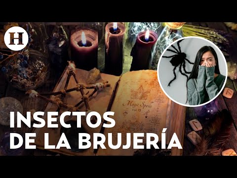 ¿Cómo saber si me están haciendo brujería? Insectos que dan señales de trabajos de magia negra