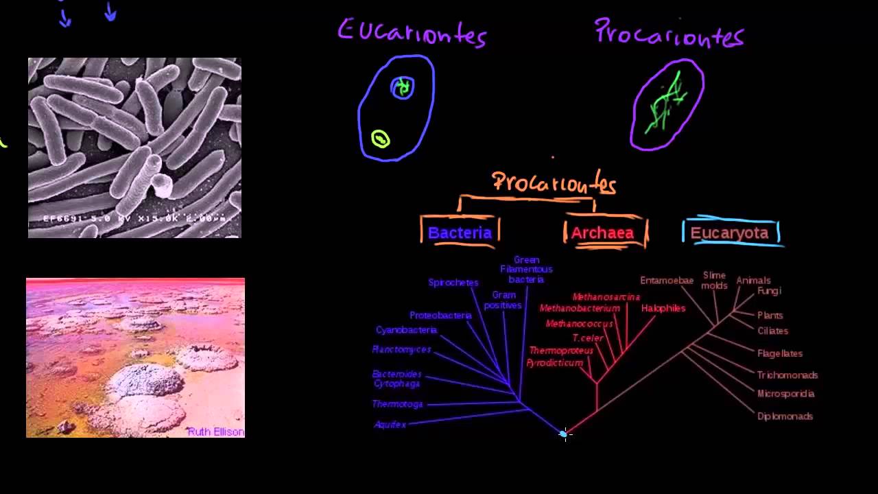 Origem da Vida na Terra