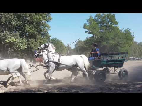 Lajosmizse,Tanyacsárda 2020