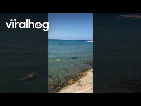 Dog Swims Toward Shark || ViralHog