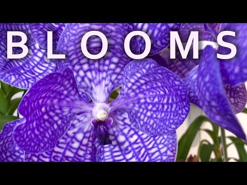 15 Windowsill Orchids in Bloom in July 2019