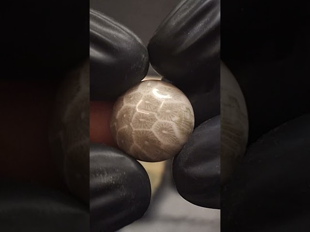 حجر فوسيل احفوري طبيعي