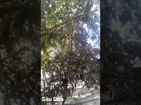 Bẫy Chim Sâu Dừa