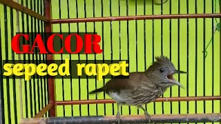 Download lagu Siri siri GACOR masteran handal mp3