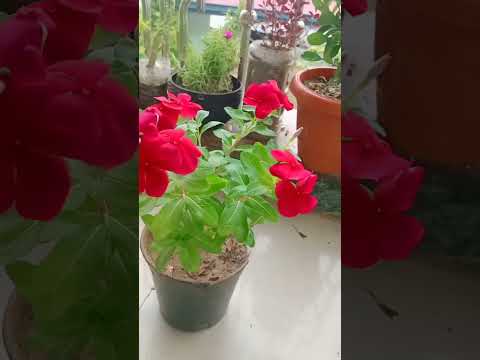 janiye ....sadabahar ka paudha laganese kya hota hai #sadabaharflower #flowers #plants#viralshort