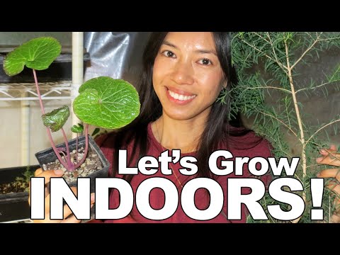 , title : '7 Edible Plants To Grow Indoor + Tips!