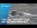 Grote zorgen om bekende zeehondenpup verstrikt in plastic tas