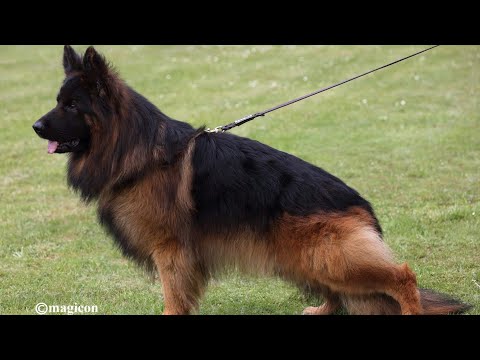 Haus Qira Eamon LSH Male 🔝🥇