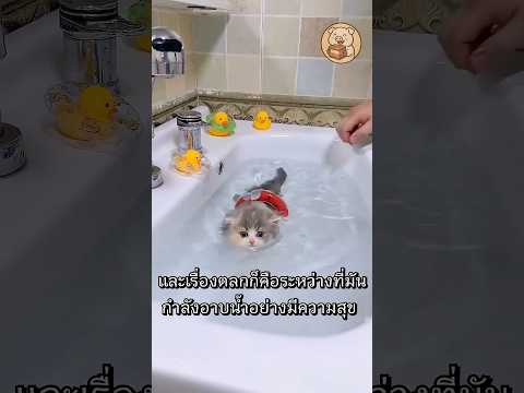 เก็บแมวจรมาเลี้ยง แต่ตอนจบพีคเกินคาด!