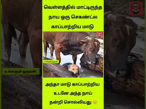 வெள்ளத்தில் தவித்த நாயை ஒற்றை நொடியில் காப்பாற்றிய மாடு! 😱| Emotional Video