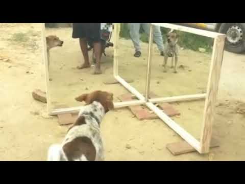 June 27, 2021Mirror Prank For Dog 🐕 Hilarious Funny Reaction Joker santanuMirror Prank Dog Part - 63