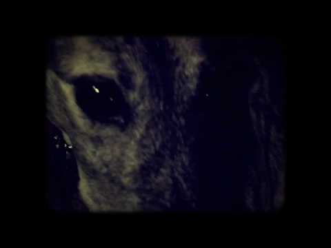 Jetstream Pony - I Close My Eyes (Official Video)