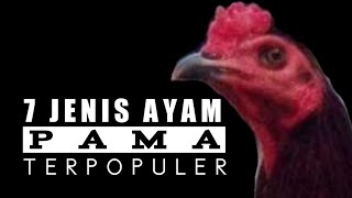 Download lagu 7 Jenis Ayam PAMA Terpopuler Dikalangan Penghobi Dan Peternak Ayam mp3
