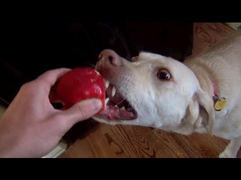 Cute Dogs Eating Apple