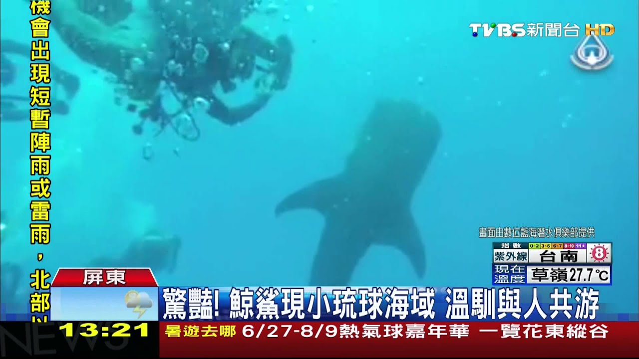 驚豔!鯨鯊現小琉球海域 溫馴與人共游