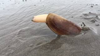 Clam Digs into Sand