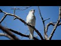 White Bird, Blue Sky