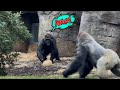 Silverback Gorilla Fight