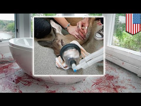 Wzrost członka Botox Jedna z gwiazd zwiększonej członka