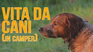 CANE in CAMPER e GATTO in CAMPER: come vivere da FULLTIMER con animali domestici (EPISODIO 18)