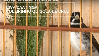 Miniatura do vídeo
