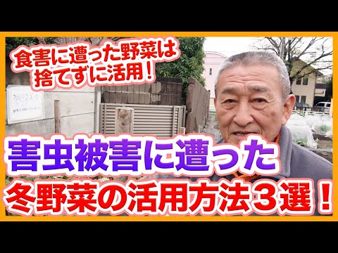 冬を越す前にキョウチクトウを害虫から治療する必要がありますか?  庭園