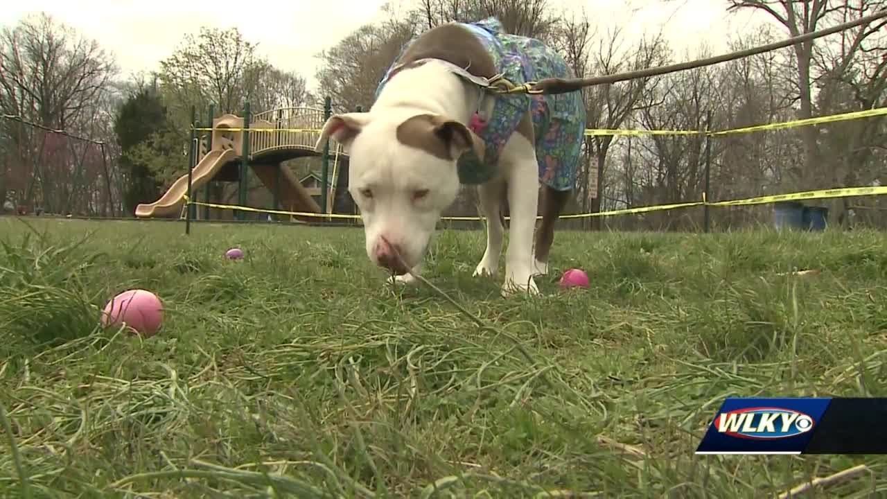 Floyd County Animal Rescue League hosts dog Easter egg hunt