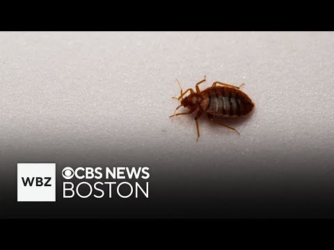 How to treat bedbugs in your home and bedbug bites