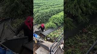 Download lagu Harvesting coffee abroad using sophisticated tools #agriculture #coffee #coffeefarmers #gardening... mp3